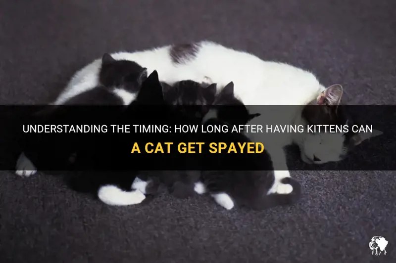 Understanding The Timing How Long After Having Kittens Can A Cat Get