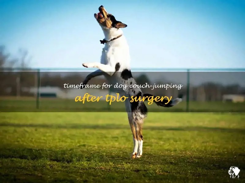 Timeframe For Dog CouchJumping After Tplo Surgery PetShun