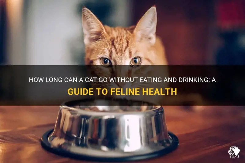 How Long Can A Cat Go Without Eating And Drinking A Guide To Feline Health PetShun