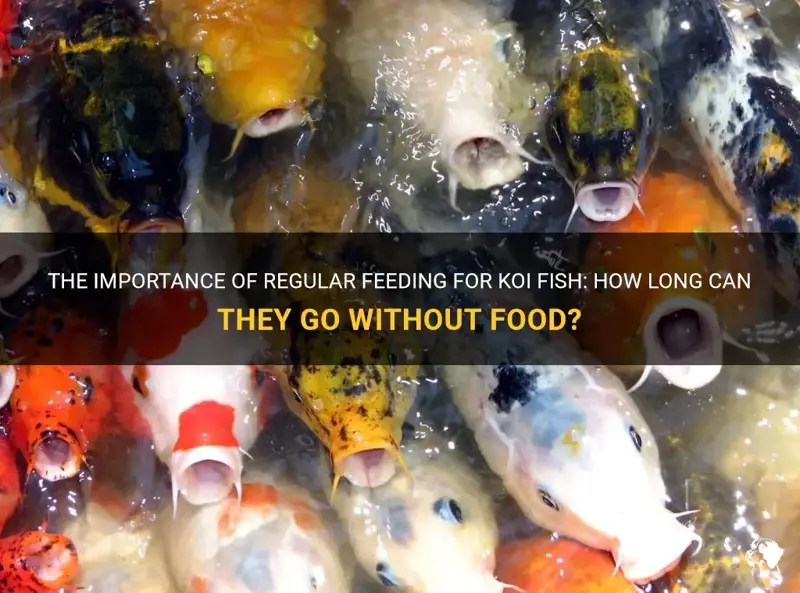 The Importance Of Regular Feeding For Koi Fish How Long Can They Go