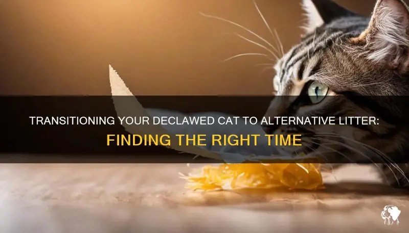 Transitioning Your Declawed Cat To Alternative Litter Finding The