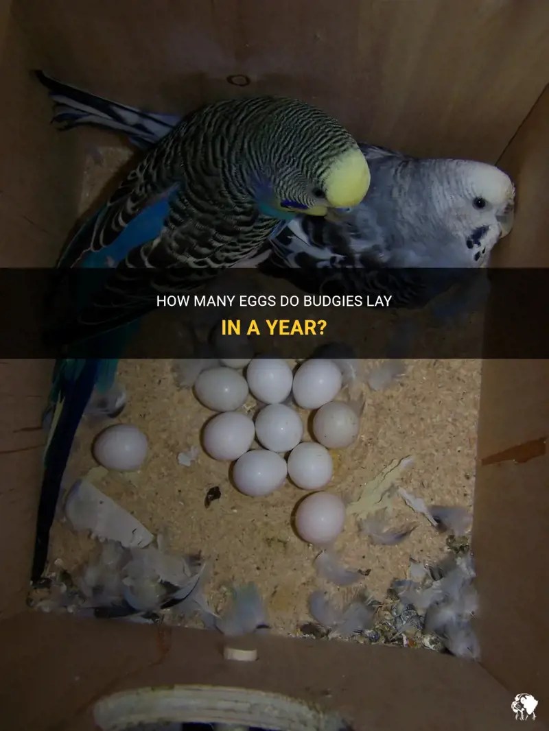 How Many Eggs Do Budgies Lay In A Year? PetShun