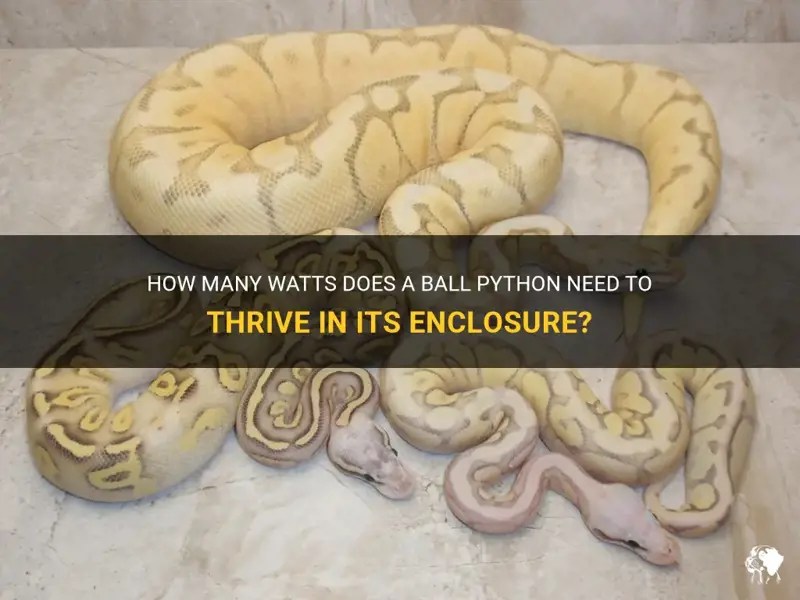 How Many Watts Does A Ball Python Need To Thrive In Its Enclosure