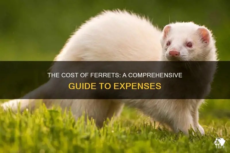The Cost Of Ferrets A Comprehensive Guide To Expenses PetShun