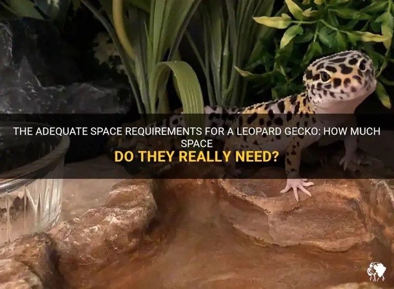 The Adequate Space Requirements For A Leopard Gecko How Much Space Do