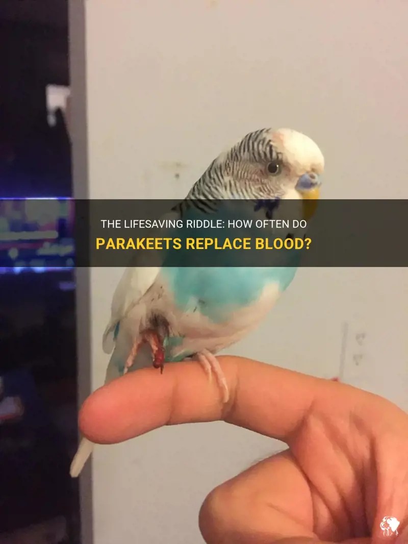 The Lifesaving Riddle How Often Do Parakeets Replace Blood? PetShun
