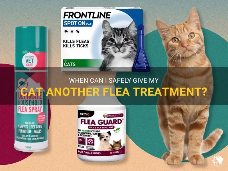 When Can I Safely Give My Cat Another Flea Treatment? PetShun