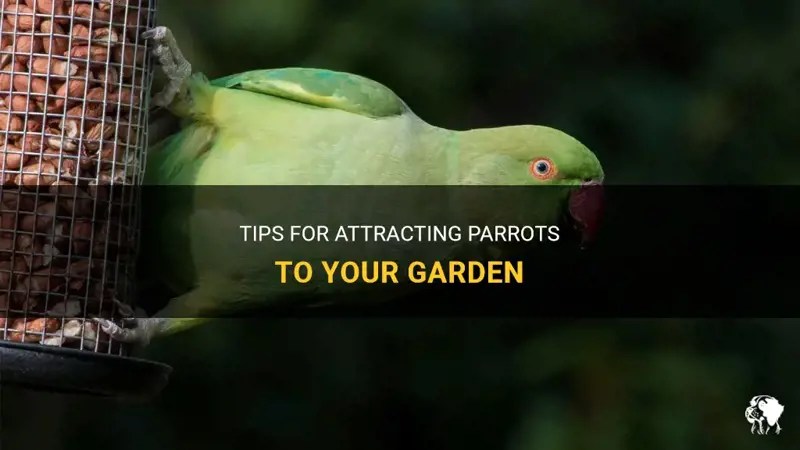 Tips For Attracting Parrots To Your Garden PetShun