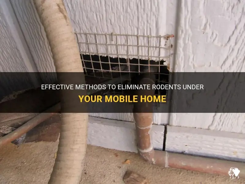 Effective Methods To Eliminate Rodents Under Your Mobile Home PetShun