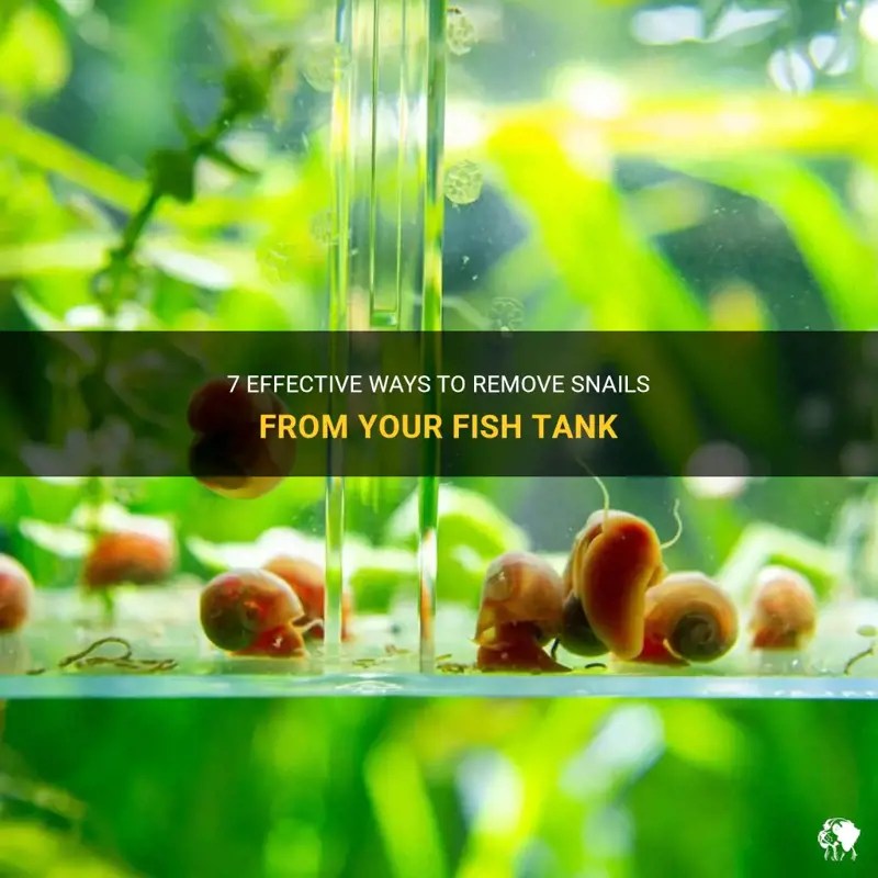 7 Effective Ways To Remove Snails From Your Fish Tank PetShun