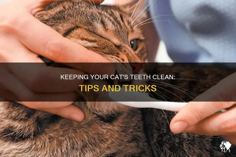 Keeping Your Cat's Teeth Clean Tips And Tricks PetShun