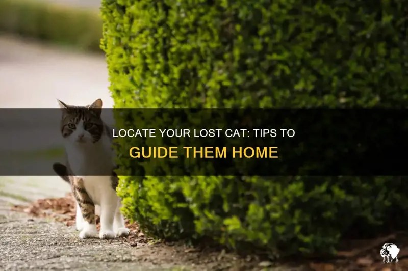 Locate Your Lost Cat Tips To Guide Them Home PetShun