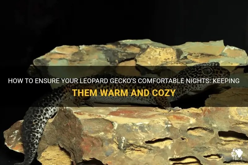 How To Ensure Your Leopard Gecko's Comfortable Nights Keeping Them