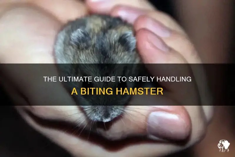 The Ultimate Guide To Safely Handling A Biting Hamster PetShun