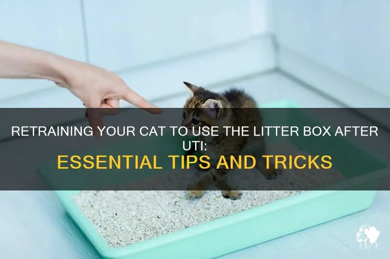 Retraining Your Cat To Use The Litter Box After Uti Essential Tips And