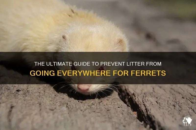 The Ultimate Guide To Prevent Litter From Going Everywhere For Ferrets