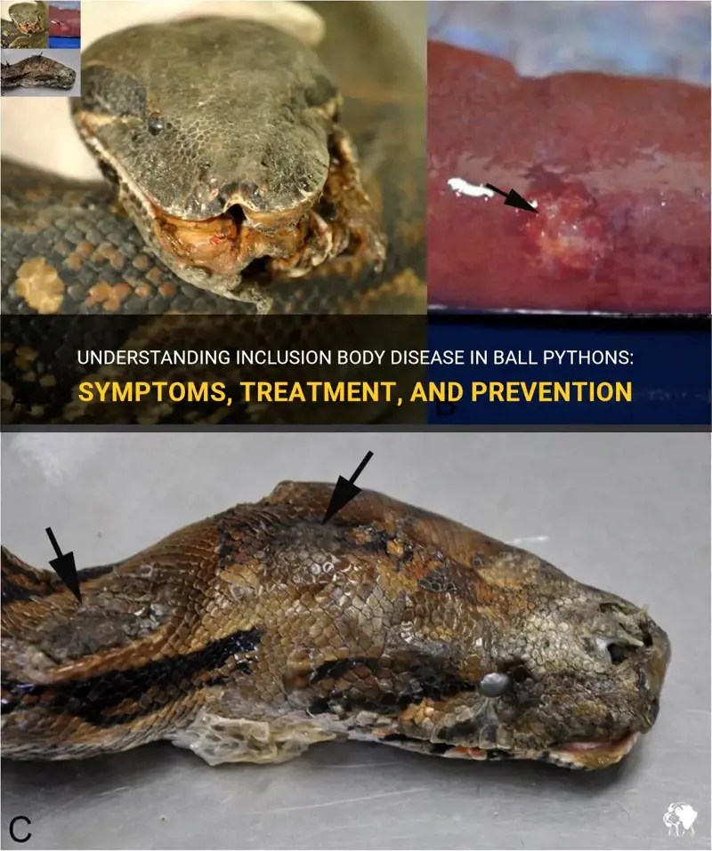 Understanding Inclusion Body Disease In Ball Pythons Symptoms