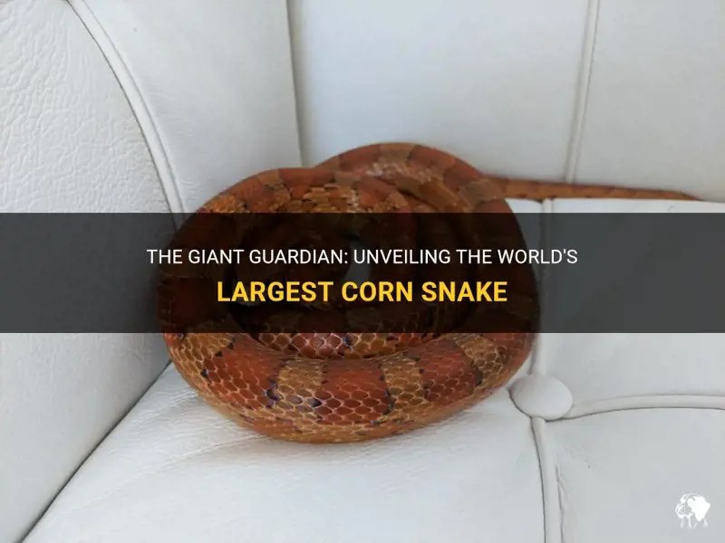 The Giant Guardian Unveiling The World's Largest Corn Snake PetShun