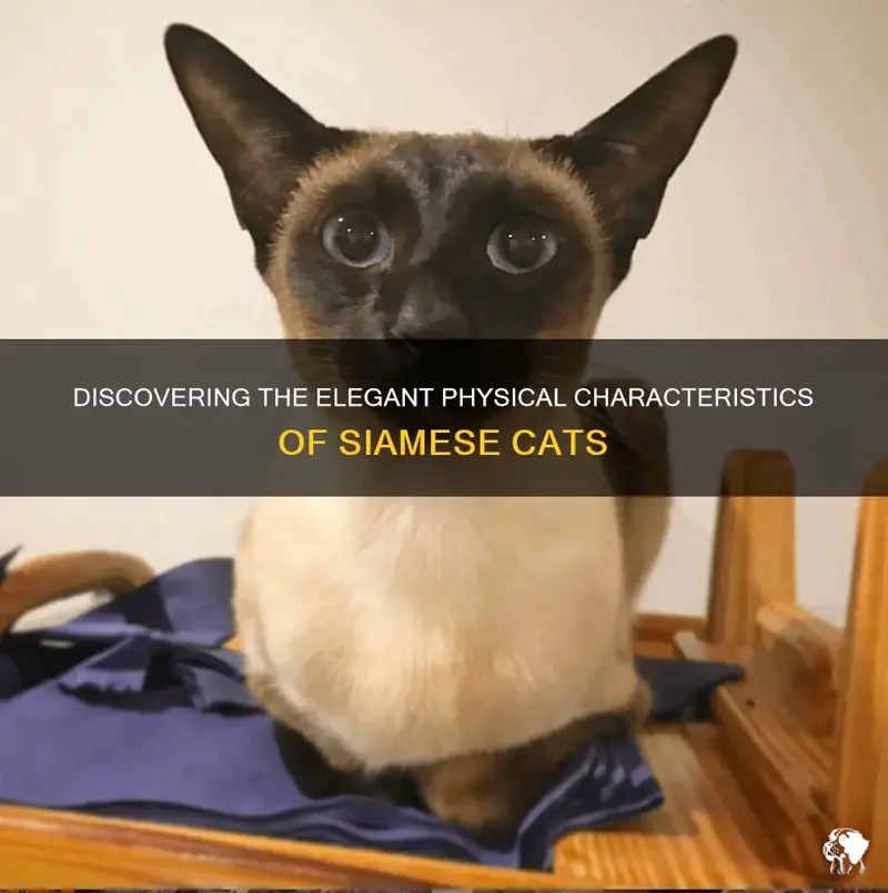 Discovering The Elegant Physical Characteristics Of Siamese Cats PetShun