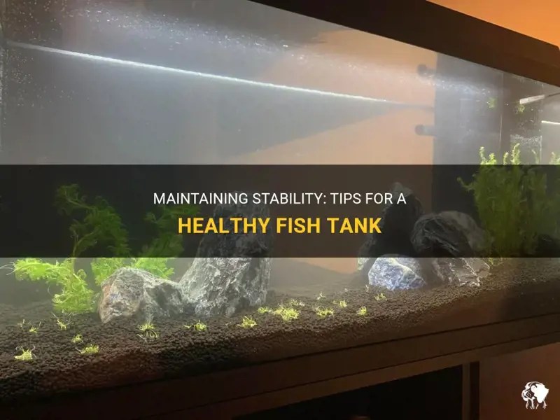 Maintaining Stability Tips For A Healthy Fish Tank PetShun