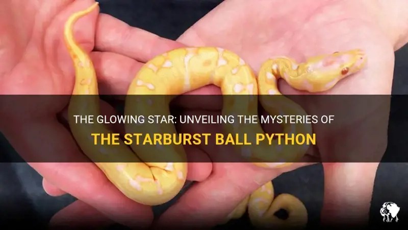 The Glowing Star Unveiling The Mysteries Of The Starburst Ball Python