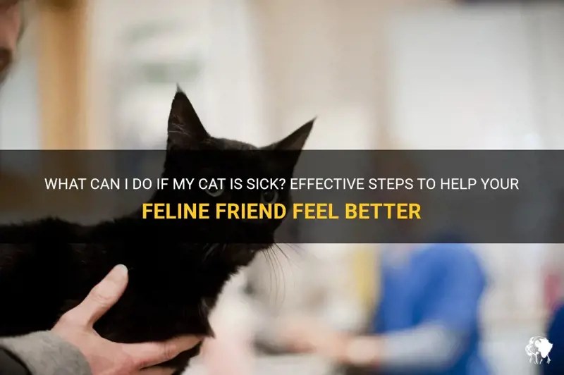 What Can I Do If My Cat Is Sick? Effective Steps To Help Your Feline
