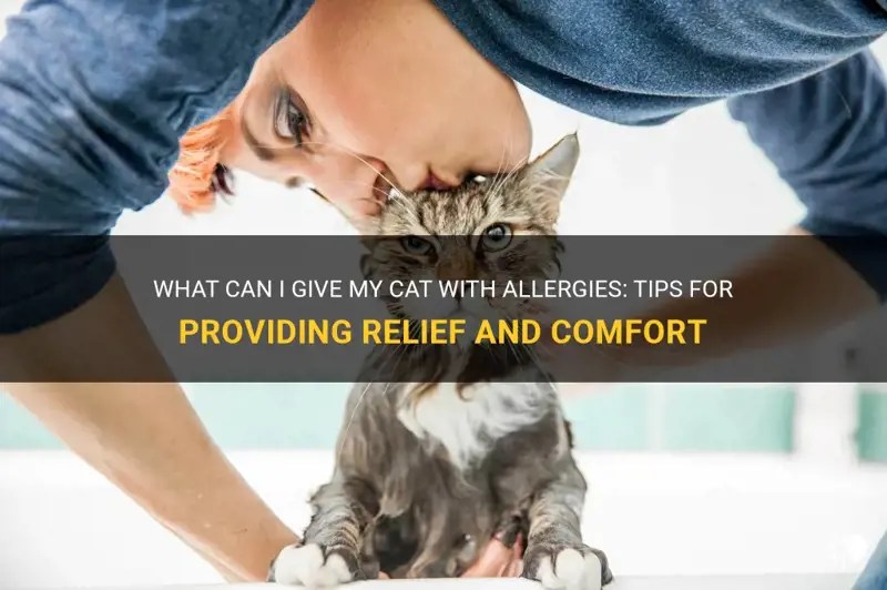 What Can I Give My Cat With Allergies Tips For Providing Relief And
