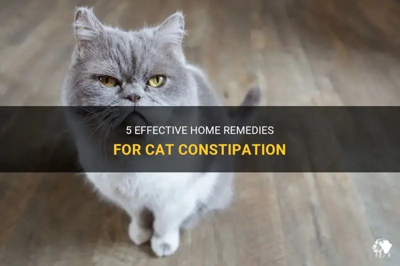 5 Effective Home Remedies For Cat Constipation PetShun