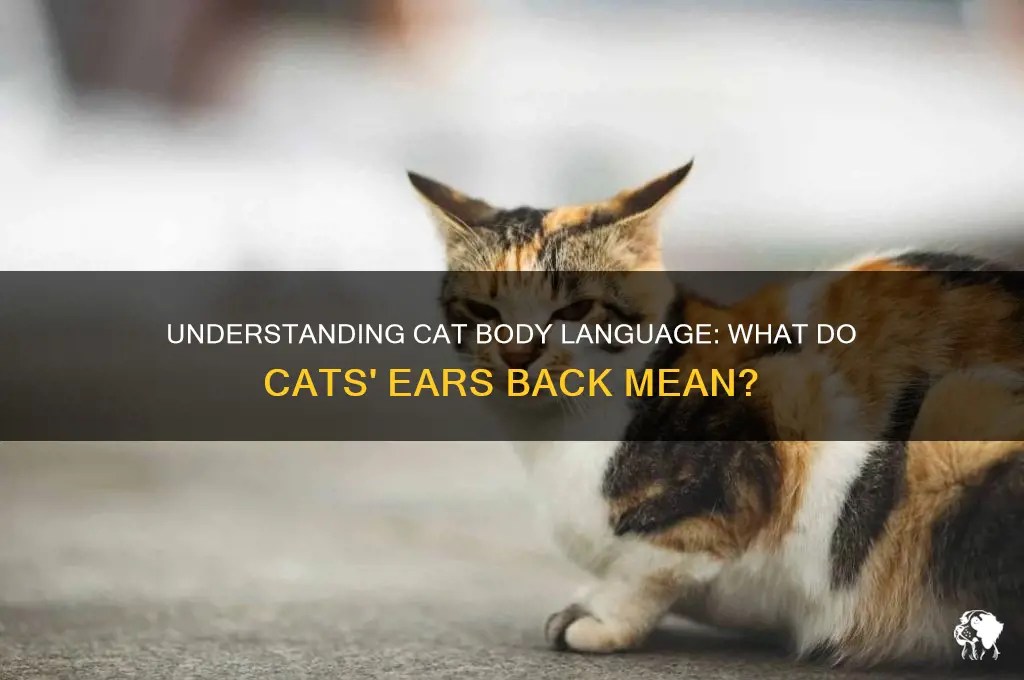 Understanding Cat Body Language What Do Cats' Ears Back Mean PetShun
