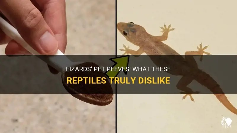 Lizards' Pet Peeves What These Reptiles Truly Dislike PetShun
