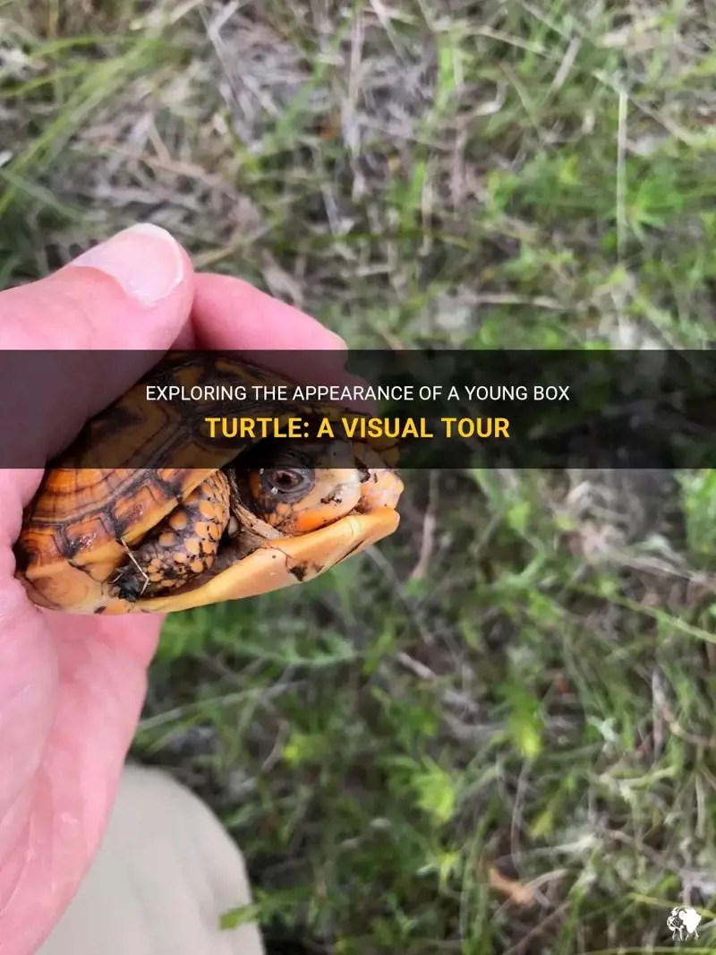 Exploring The Appearance Of A Young Box Turtle A Visual Tour PetShun