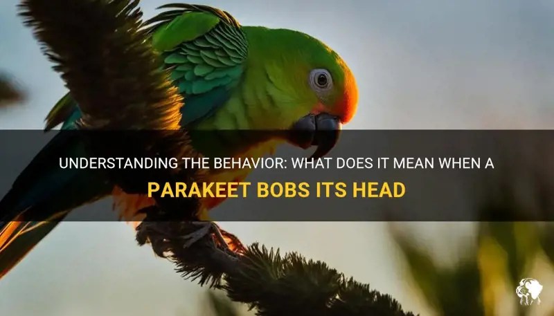Understanding The Behavior What Does It Mean When A Parakeet Bobs Its