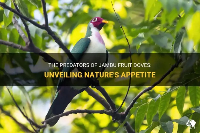 The Predators Of Jambu Fruit Doves Unveiling Nature's Appetite PetShun