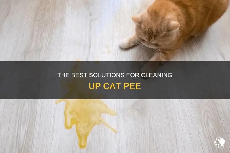 The Best Solutions For Cleaning Up Cat Pee PetShun