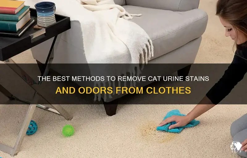 The Best Methods To Remove Cat Urine Stains And Odors From Clothes