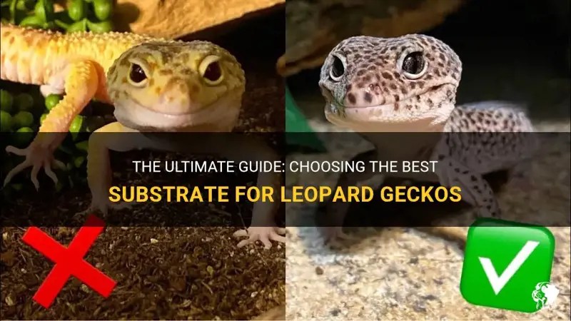 The Ultimate Guide Choosing The Best Substrate For Leopard Geckos