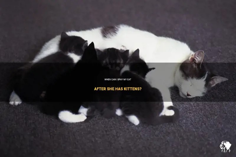 When Can I Spay My Cat After She Has Kittens? PetShun
