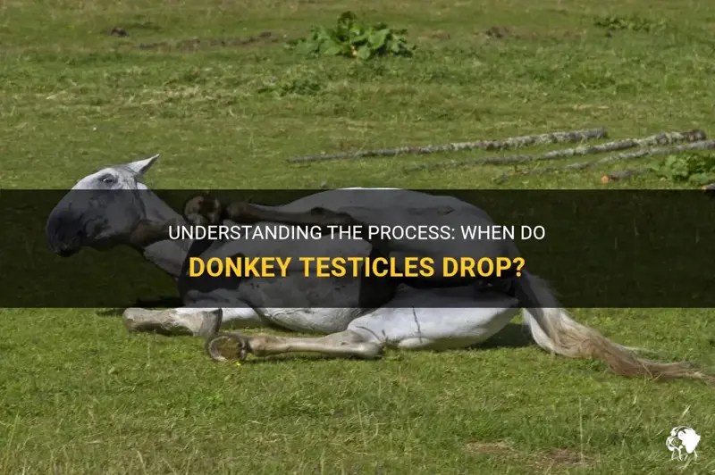 Understanding The Process When Do Donkey Testicles Drop? PetShun