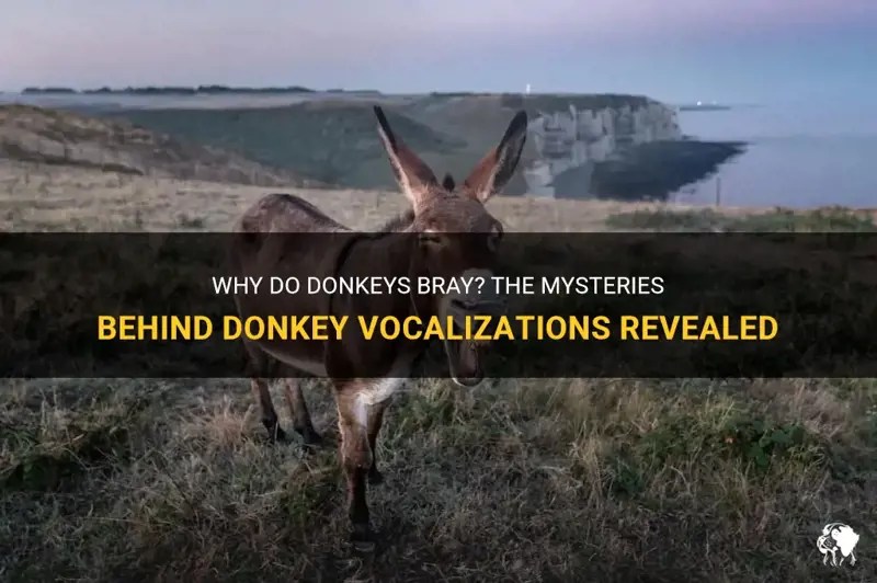 Why Do Donkeys Bray? The Mysteries Behind Donkey Vocalizations Revealed