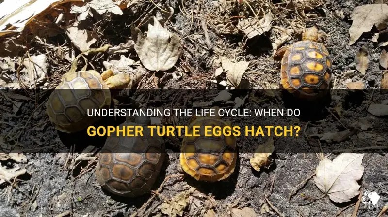 Understanding The Life Cycle When Do Gopher Turtle Eggs Hatch? PetShun