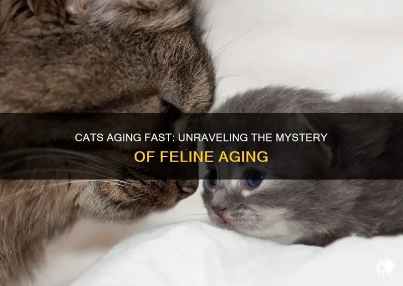 Cats Aging Fast Unraveling The Mystery Of Feline Aging PetShun