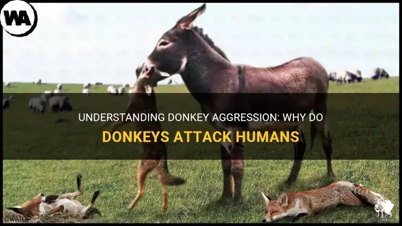 Understanding Donkey Aggression Why Do Donkeys Attack Humans PetShun