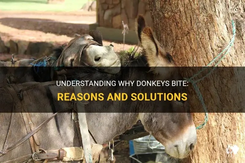 Understanding Why Donkeys Bite Reasons And Solutions PetShun