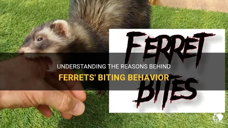 Understanding The Reasons Behind Ferrets' Biting Behavior PetShun