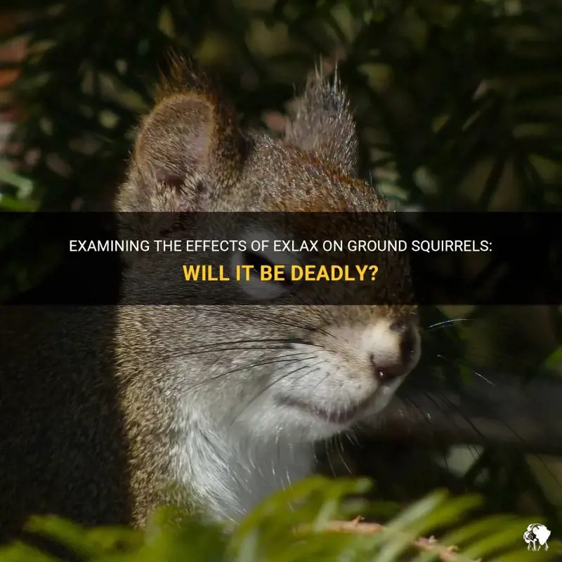 Examining The Effects Of Exlax On Ground Squirrels Will It Be Deadly