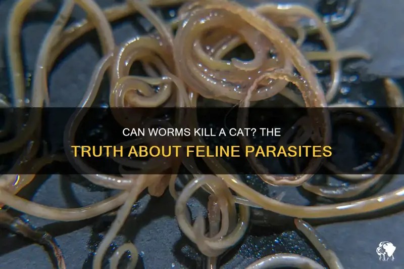 Can Worms Kill A Cat? The Truth About Feline Parasites PetShun