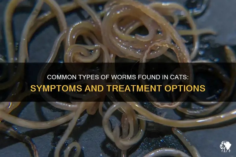 Common Types Of Worms Found In Cats Symptoms And Treatment Options