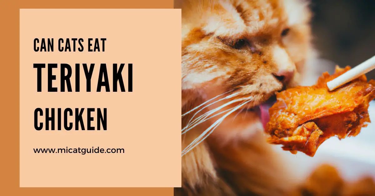 Can Cats Eat Teriyaki Chicken? 2024 Petsical