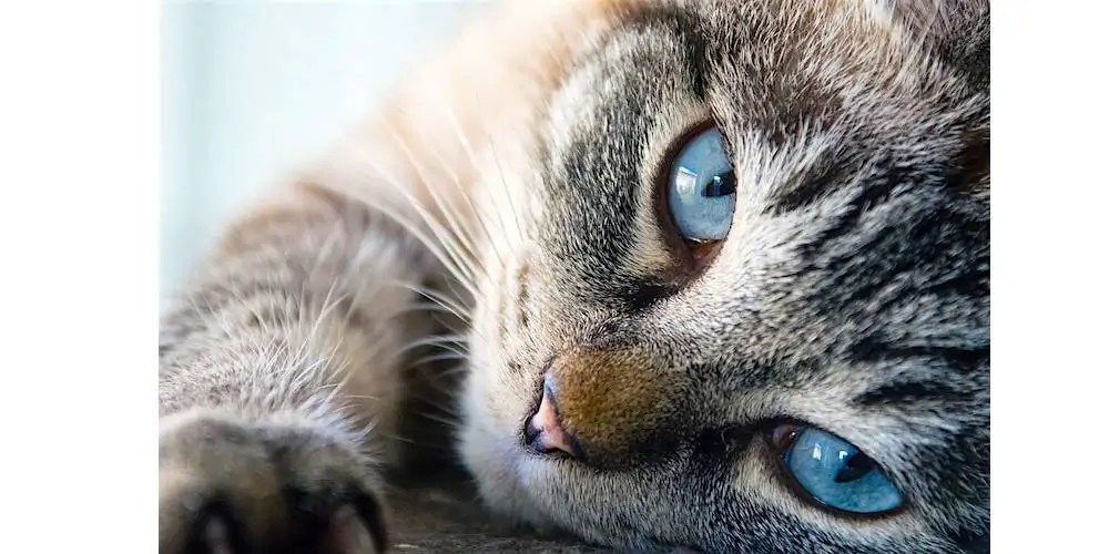 Why Does My Cat Cry After Using the Litter Box? 2024 Petsical