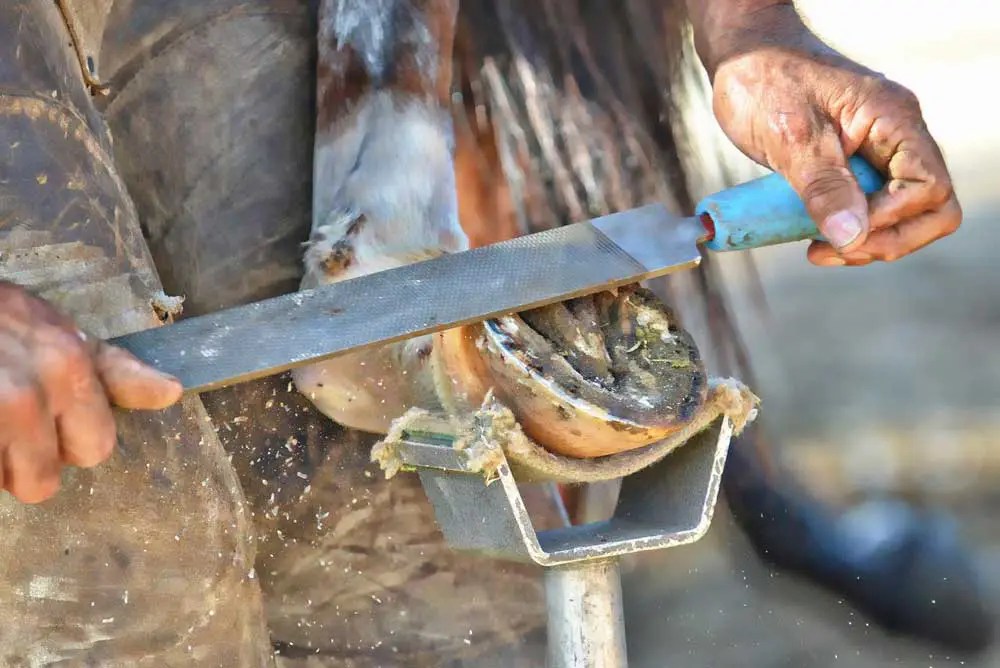Do Horseshoes Spark on Rocks 2024 Petsical